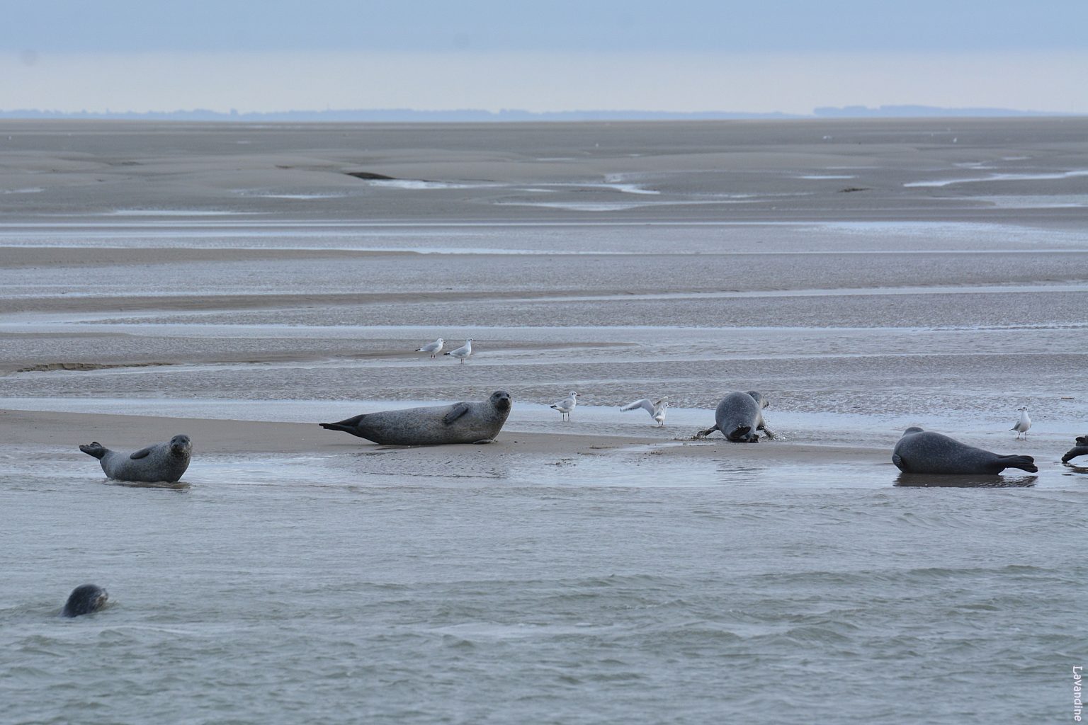 Les phoques de la Baie de l’Authie Au bout de la