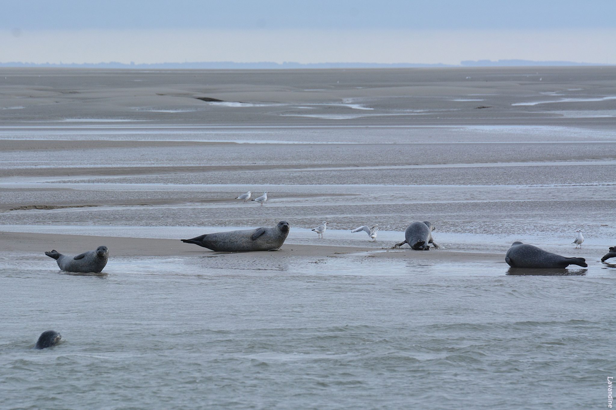 les-phoques-de-la-baie-de-l-authie-au-bout-de-la-lorgnette