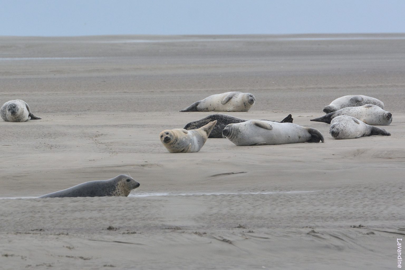 Les phoques de la Baie de l’Authie Au bout de la